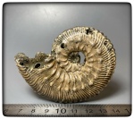 Kosmoceras proniae?