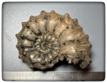 Крупный Kosmoceras ornatum