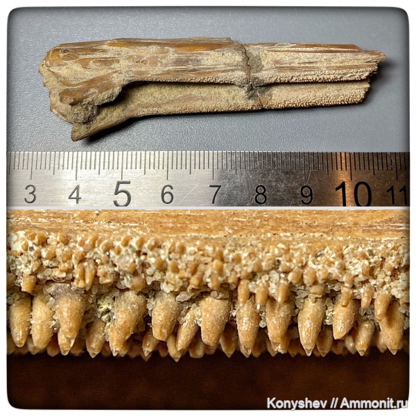 мел, сеноман, челюсти, зубы рыб, Тамбовская область, rhamphoichthys, Plethodidae