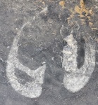 Срез 4