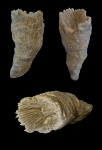Rugosa