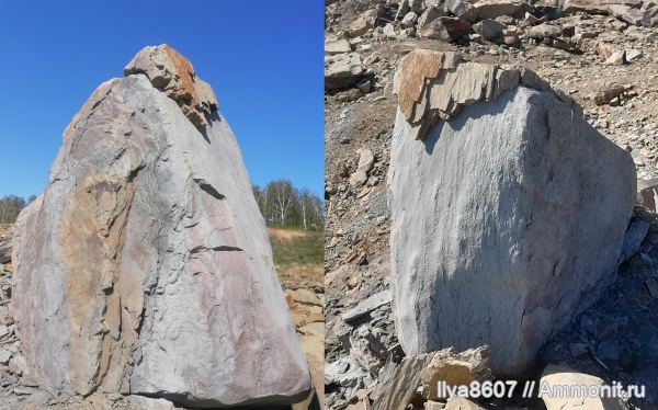 Юрский лес Кузбасса