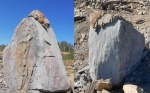 Часть окаменевшего дерева 1