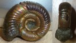 аммонит Alligaticeras  sp.