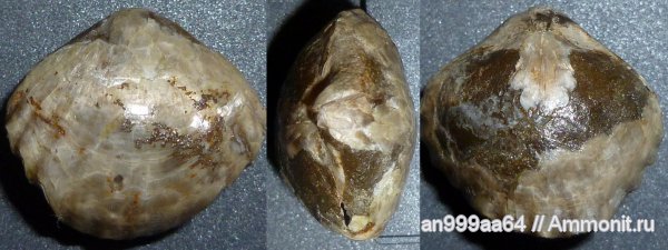 брахиоподы, юра, келловей, Praecyclothyris, Саратовская область, Rhynchonellida, Callovian, Jurassic, Middle Jurassic