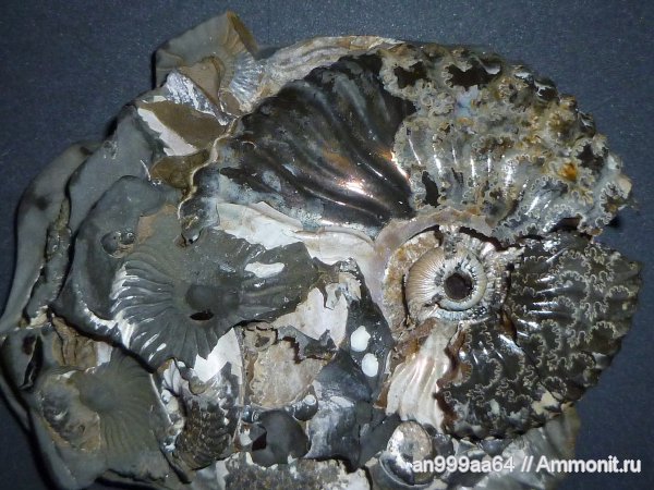 мел, апт, Deshayesites deshayesi, Широкий Буерак, лопастные линии, Aptian, Cretaceous