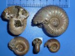 аммониты Eboraciceras carinatum и  rybinskianum