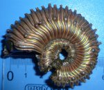 аммонит Kosmoceras spinosum