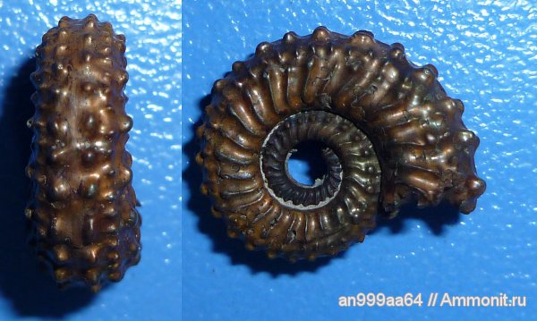 юра, келловей, Дубки, Kosmoceratidae, Саратовская область, Mojarowskia mojarowskii, Mojarowskia, Callovian, Jurassic, Middle Jurassic