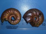 аммониты Quenstedtoceras flexicostatum и Vertumniceras mariae