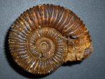 peltoceras arduennense