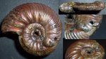 аммонит Quenstedtoceras cf.  praelamberti