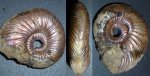 аммонит Quenstedtoceras lamberti