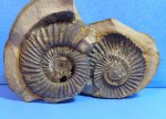 Parkinsonia