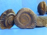 аммонит  Parkinsonia