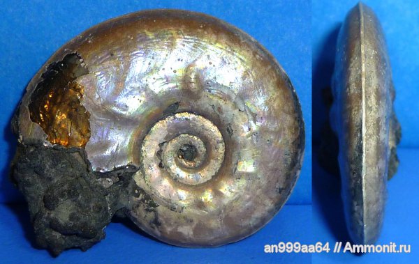 юра, Михайлов, Brightia, средний келловей, Jurassic, Middle Callovian
