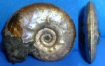 аммонит Brightia sp.