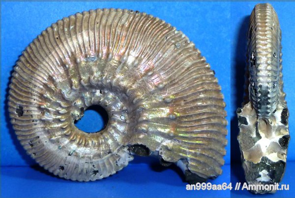 юра, Михайлов, Kosmoceras, средний келловей, Kosmoceras posterior, Jurassic, Middle Callovian