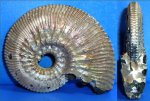аммонит Kosmoceras posterior
