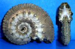 аммонит Kosmoceras