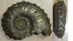 kosmoceras