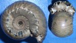 аммонит Erymnoceras coronatum