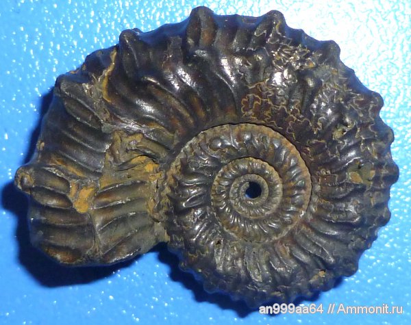 юра, Kosmoceras, верхний келловей, Дубки, Саратовская область, Kosmoceras annulatum, Jurassic