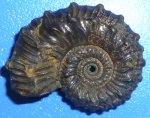 маленький Kosmoceras cf. annulatum