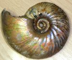 аммонит Quenstedtoceras henrici