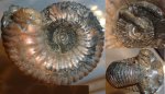 Eboraciceras carinatum
