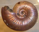 классический аммонит Quenstedtoceras lamberti