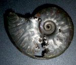 аммонит Brightia sp.
