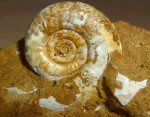 аммонит Proplanulites