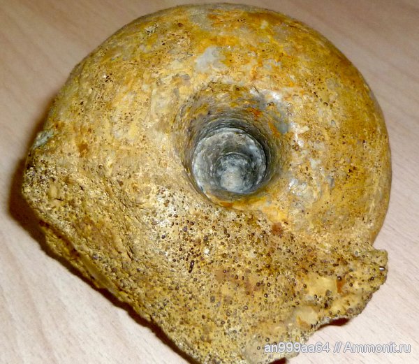 юра, Rondiceras, Никитино, Cadoceratinae, Cardioceratidae, Jurassic