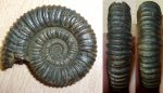 аммонит Peltoceras sp