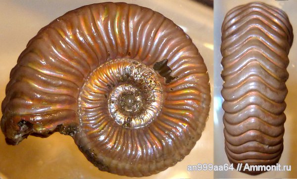 юра, келловей, Дубки, Vertumniceras, Саратовская область, Vertumniceras trapezoidalis, Callovian, Jurassic, Middle Jurassic