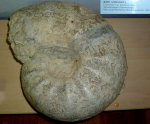 аммонит lewesiceras