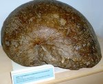 Nautilus
