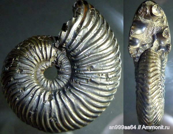 юра, келловей, Quenstedtoceras, Дубки, Саратовская область, Quenstedtoceras henrici, Callovian, Jurassic, Middle Jurassic