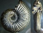 аммонит Quenstedtoceras henrici