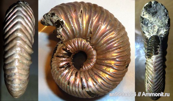 аммониты, юра, келловей, Дубки, Vertumniceras, Саратовская область, Ammonites, Vertumniceras mariae, Callovian, Jurassic, Middle Jurassic