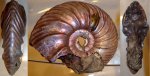 аммонит  Quenstedtoceras flexicostatum