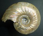 аммонит Quenstedtoceras lamberti