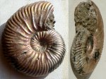 молодой аммонит  Quenstedtoceras cf.  henrici