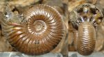 аммонит Eboraciceras rybinskianum