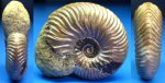 маленький Vertumniceras sp.