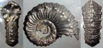 kosmoceras