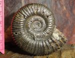 peltoceras
