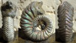 Vertumniceras cf angulatum