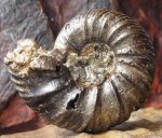 Quenstedtoceras flexicostatum